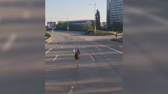 Emu hnedý beží po ceste v Košiciach.