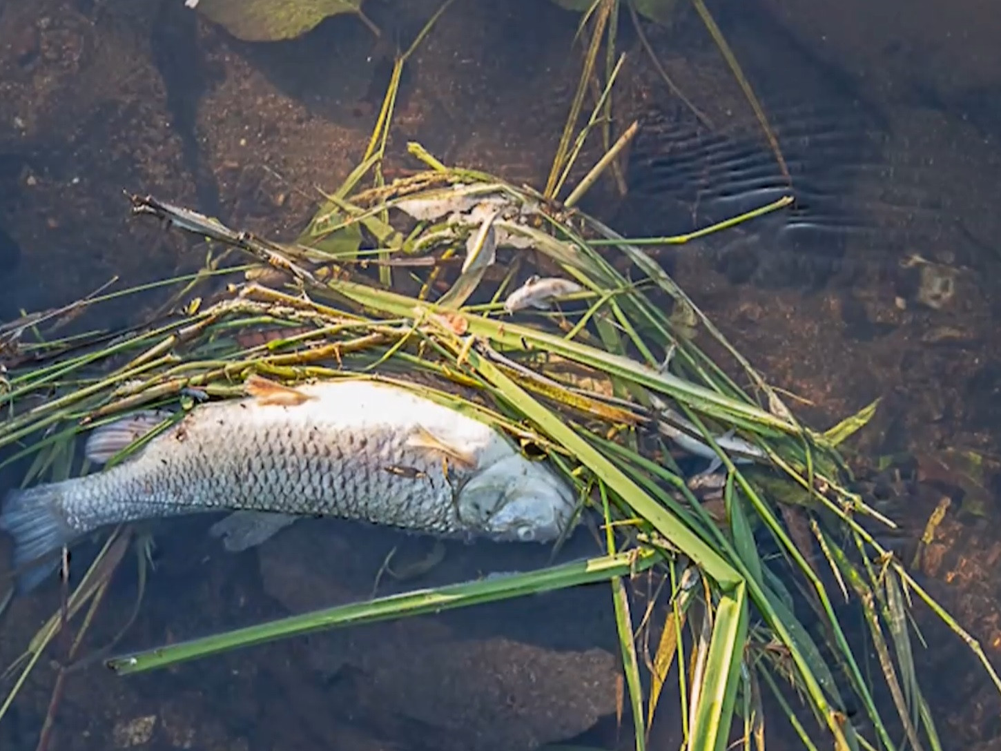 Rybári v Lučenci plánujú postihnutý úsek naďalej monitorovať