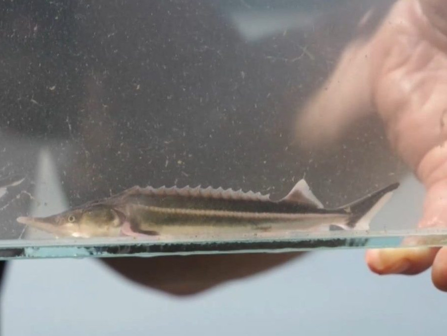 Jeseter malý pred vypustením.