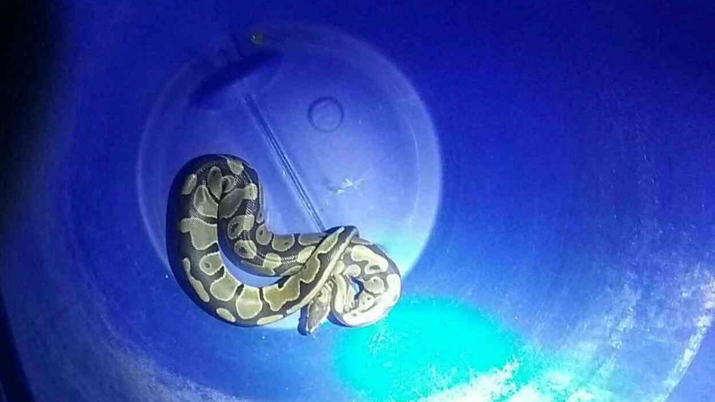 Hasiči odchytili v Prievidzi hada, ktorý sa dostal do bytu. Do bytu sa dostal cez ventilačné okno
