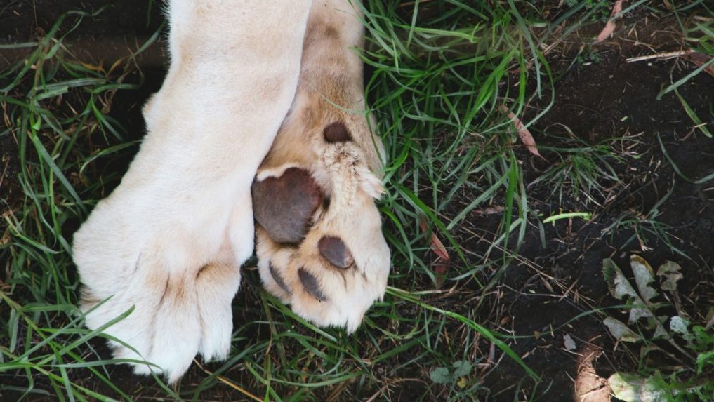 Šteňa uviazal o tyč a udieral ho do hlavy: Enviropolícia koná v prípade muža, ktorý na smrť utýral zviera