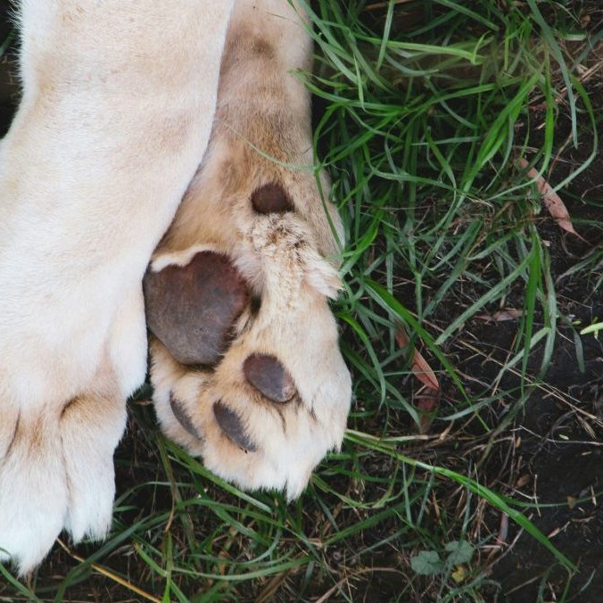 Šteňa uviazal o tyč a udieral ho do hlavy: Enviropolícia koná v prípade muža, ktorý na smrť utýral zviera