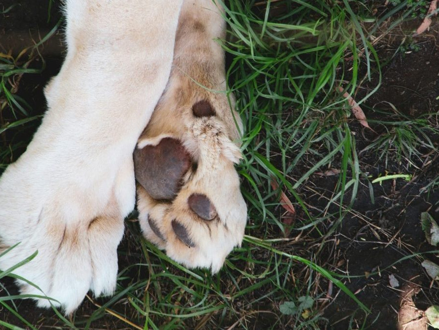 Na ilustračnej snímke psie laby.