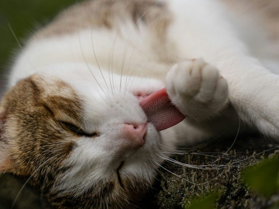 Na ilustračnej snímke si mačka olizuje labku.