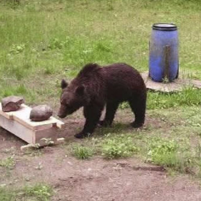 Medveď na ruskom ostrove napadol viacero ľudí, po útoku šelmy hlásia niekoľko obetí