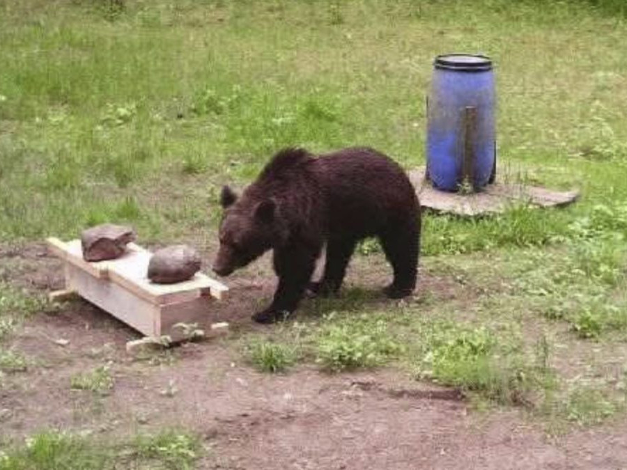 Na snímke je medveď hnedý.