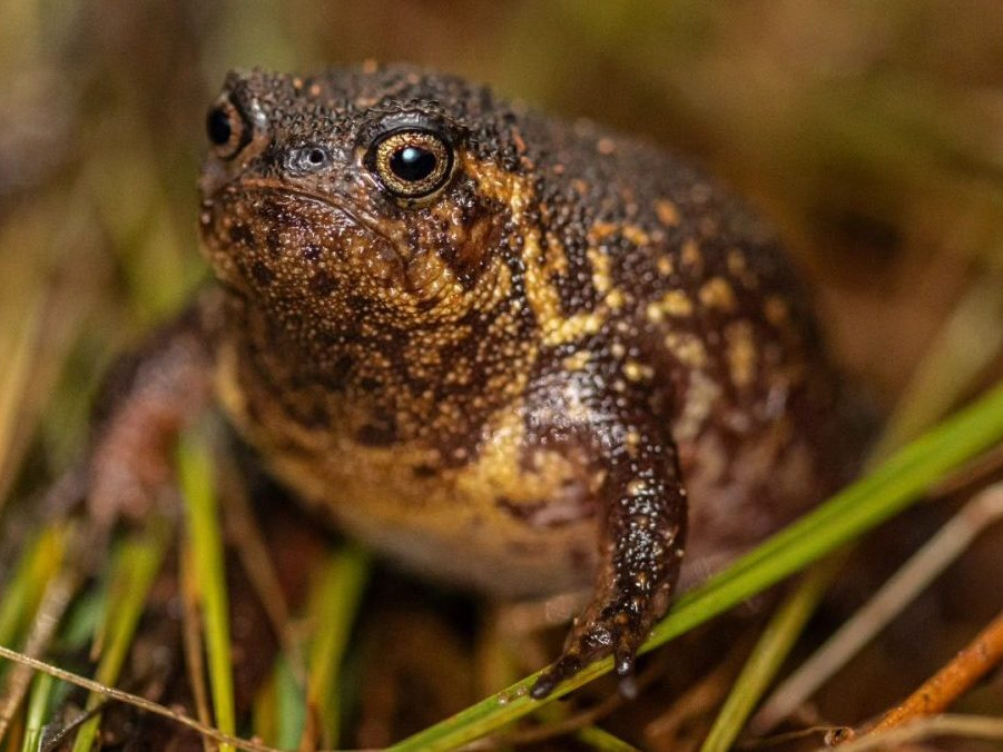 Nový druh žaby - Breviceps batrachophiliorum.