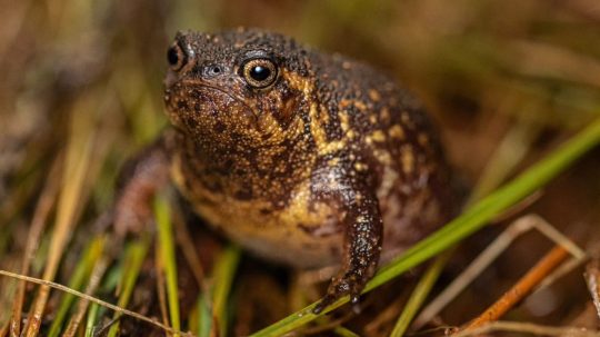 Nový druh žaby - Breviceps batrachophiliorum.