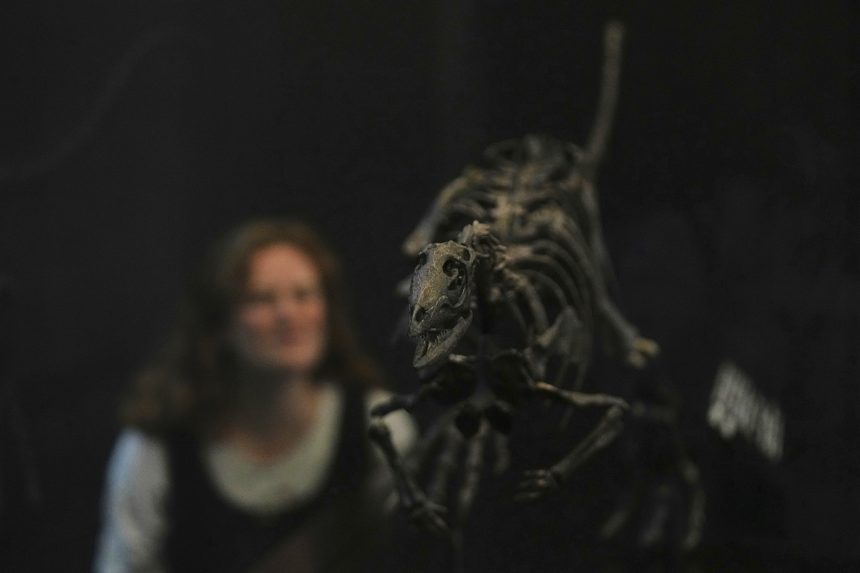 Na snÃƒÂ­mke je kostra dvojnohÃƒÂ©ho dinosaura enigmacursor.