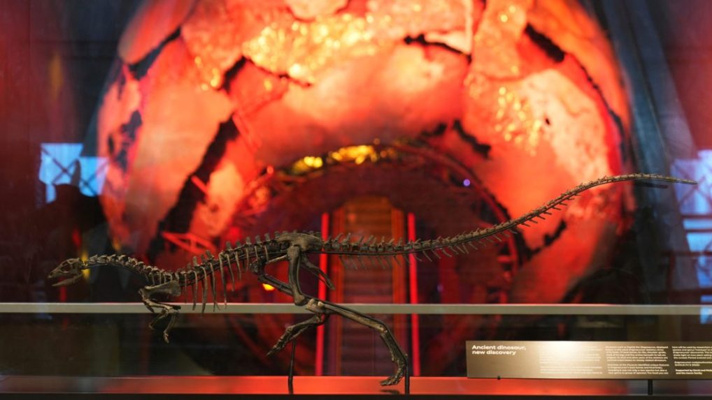 Nový druh dinosaura: Prírodopisné múzeum v Londýne odhalilo záhadný druh prehistorického plaza