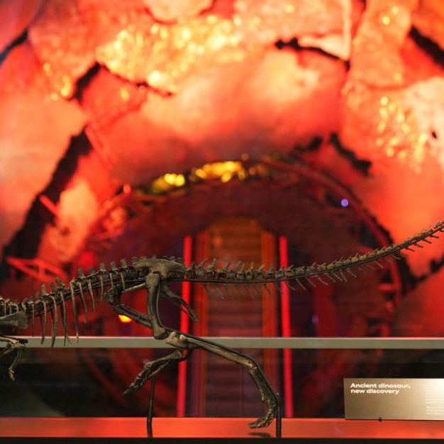 Nový druh dinosaura: Prírodopisné múzeum v Londýne odhalilo záhadný druh prehistorického plaza