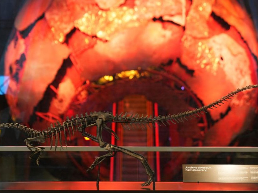 Na snímke je kostra dvojnohého dinosaura enigmacursor.