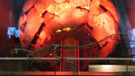 Na snímke je kostra dvojnohého dinosaura enigmacursor.