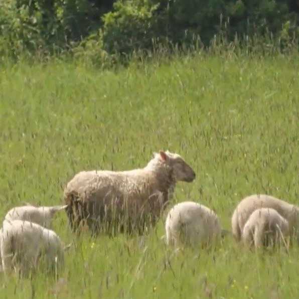 Štát môže zhabať hospodárske zvieratá majiteľom bez náhrady, niektorí vlastníci drobnochovov nespĺňajú základné normy