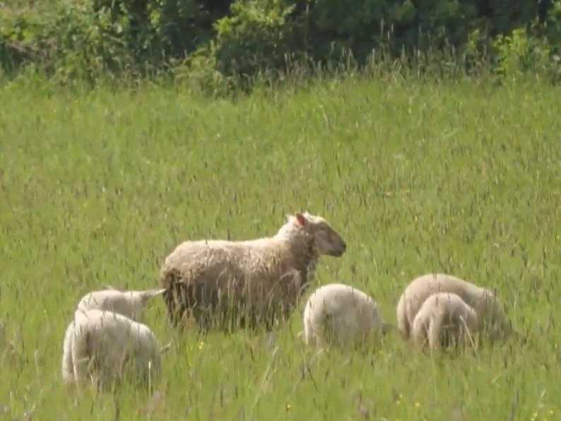 Na ilustračnej snímke ovce na lúke.