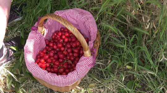 Na snímke je v tráve položený prútený kôš vystlaný farebnou látkou, v koši sú čerešne.