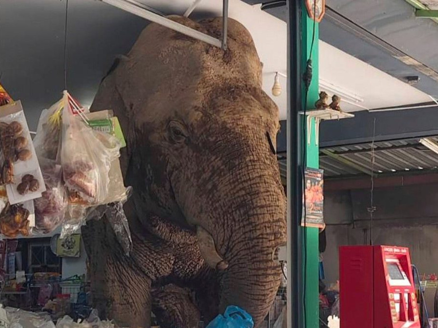 Do obchodu v Thajsku vošiel slon.