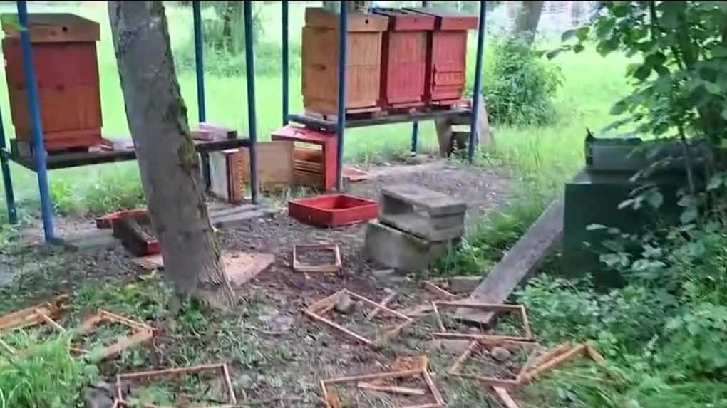 Včelárovi vo Varíne zničila úle medvedica s mladými. Na náhradu škody nemá nárok