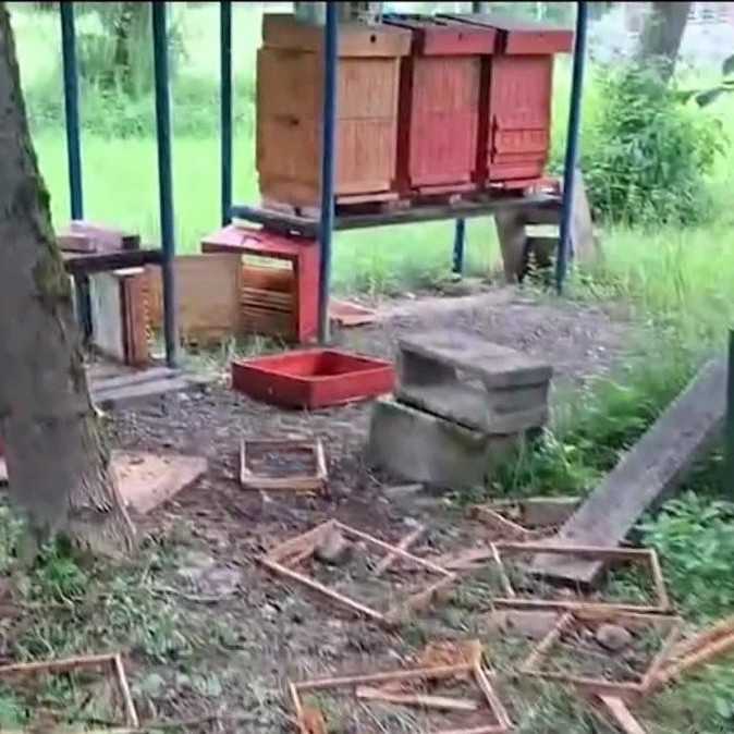 Včelárovi vo Varíne zničila úle medvedica s mladými. Na náhradu škody nemá nárok