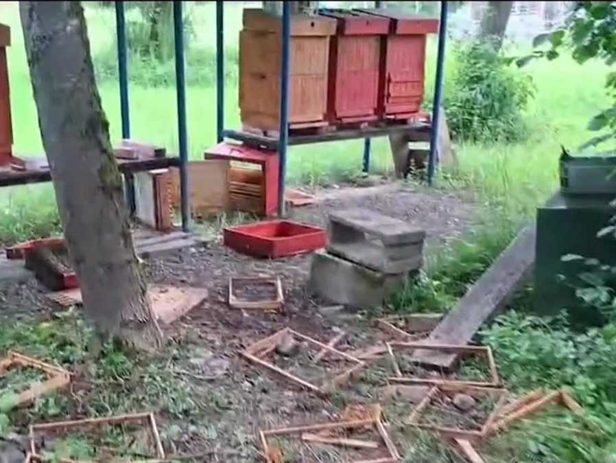 Včelárovi vo Varíne zničila úle medvedica s mladými. Na náhradu škody nemá nárok