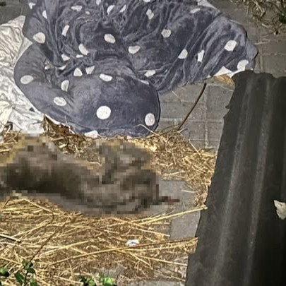 Nemal prístup k jedlu ani pitiu: Žena na Záhorí k smrti vyhladovala svojho dvojročného psa