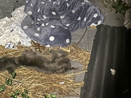 Na snímke vyrastrované telo francúzskeho buldočka, ktorého vyhladovala jeho majiteľka zo Záhoria.