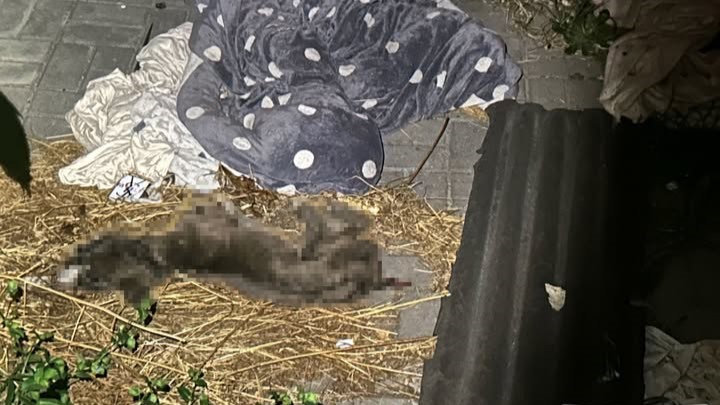 Nemal prístup k jedlu ani pitiu: Žena na Záhorí k smrti vyhladovala svojho dvojročného psa
