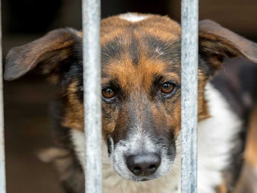 Ilustračná snímka psa v útulku.