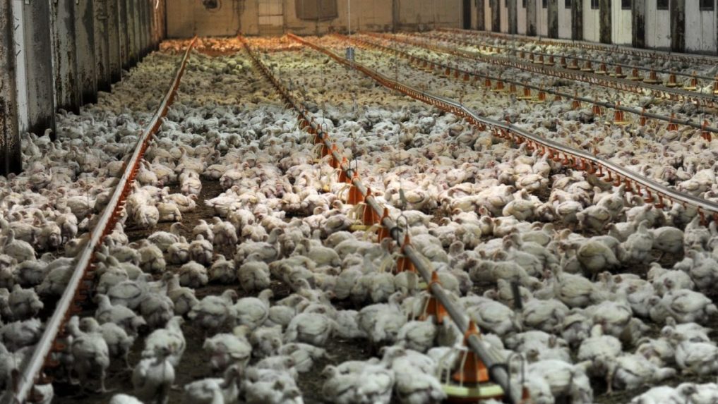 Väčšina Slovákov podporuje humánnejší chov hydiny: Za lepšie životné podmienky kurčiat sú ochotní priplatiť si