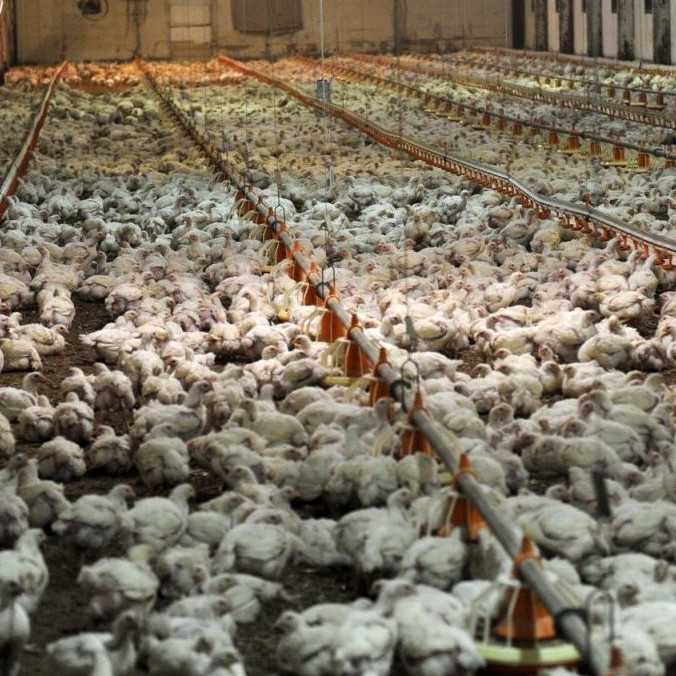 Väčšina Slovákov podporuje humánnejší chov hydiny: Za lepšie životné podmienky kurčiat sú ochotní priplatiť si