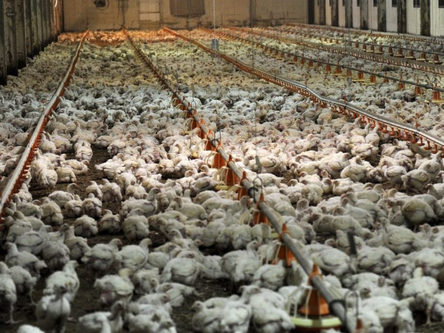 Na snímke kurčatá na farme