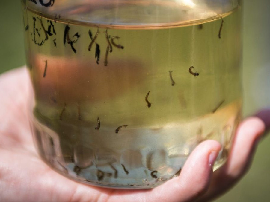 Vzorka s larvami komárov v Bratislave.