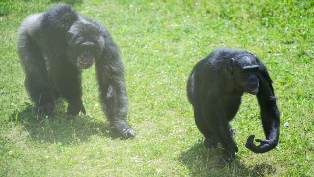 V bratislavskej zoo si pripomenuli SvetovÃƒÂ½ deÃ…Âˆ Ã…Â¡impanzov.