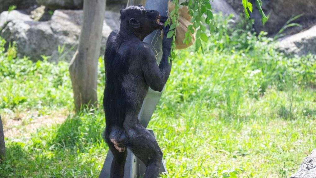 NÃƒÂ¡vÃ…Â¡tevnÃƒÂ­ci bratislavskej zoo sa dozvedeli zaujÃƒÂ­mavosti o Ã…Â¡pecifikÃƒÂ¡ch v sprÃƒÂ¡vanÃƒÂ­ Ã…Â¡impanzov.