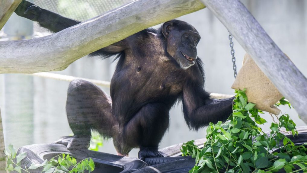 Svetový deň šimpanzov v bratislavskej zoo: Hlavným bodom bolo komentované kŕmenie