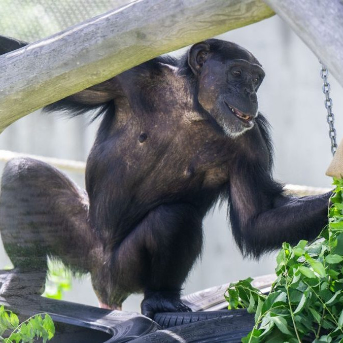 Svetový deň šimpanzov v bratislavskej zoo: Hlavným bodom bolo komentované kŕmenie