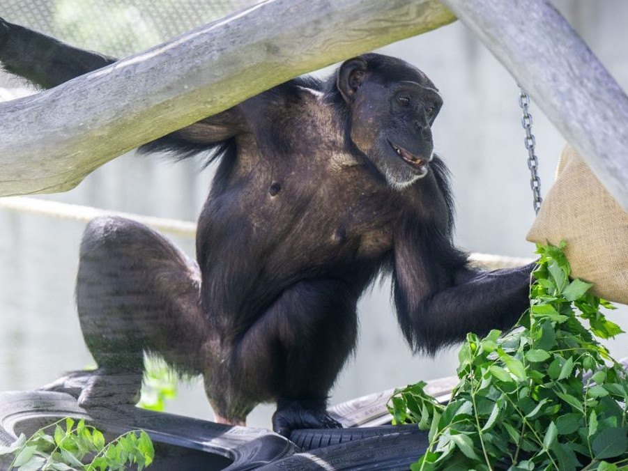 Šimpanz v bratislavskej zoo.