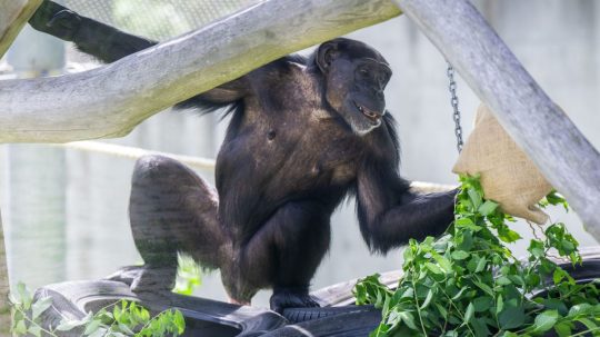 Šimpanz v bratislavskej zoo.