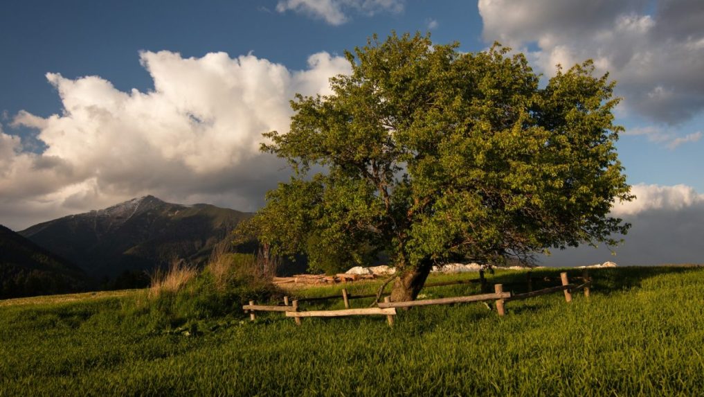 3. JabloÃ…Âˆ planÃƒÂ¡ (Malus sylvestris) v lokalite vrch Diel nad obcou Ã…Â½iar, okres LiptovskÃƒÂ½ MikulÃƒÂ¡Ã…Â¡, Ã…Â½ilinskÃƒÂ½ kraj.