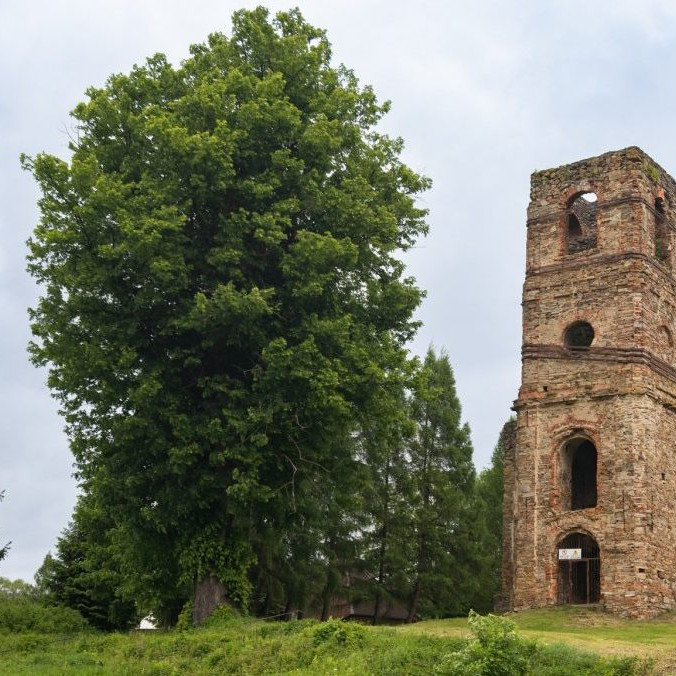 FOTO: Začalo sa verejné hlasovanie v ankete Strom roka 2025. O prestížny titul zabojuje 12 finalistov