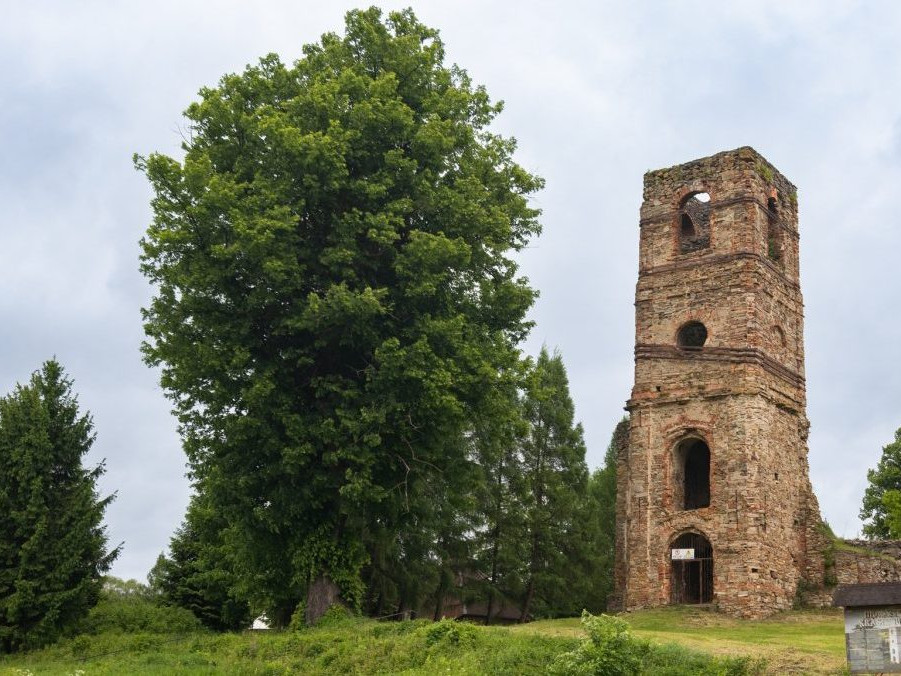 12. Lipa malolistá (Tilia cordata) pri zrúcanine Monastyra - Krásny Brod, okres Medzilaborce, Prešovský kraj.