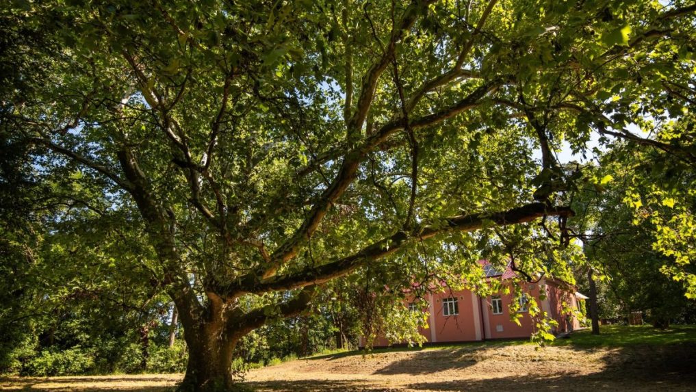 1. Platan javorolistÃƒÂ½ (Platanus acerifolia) sa nachÃƒÂ¡dza v areÃƒÂ¡li parku materskej Ã…Â¡koly, BardoÃ…Âˆovo, okres NovÃƒÂ© ZÃƒÂ¡mky, Nitriansky kraj.