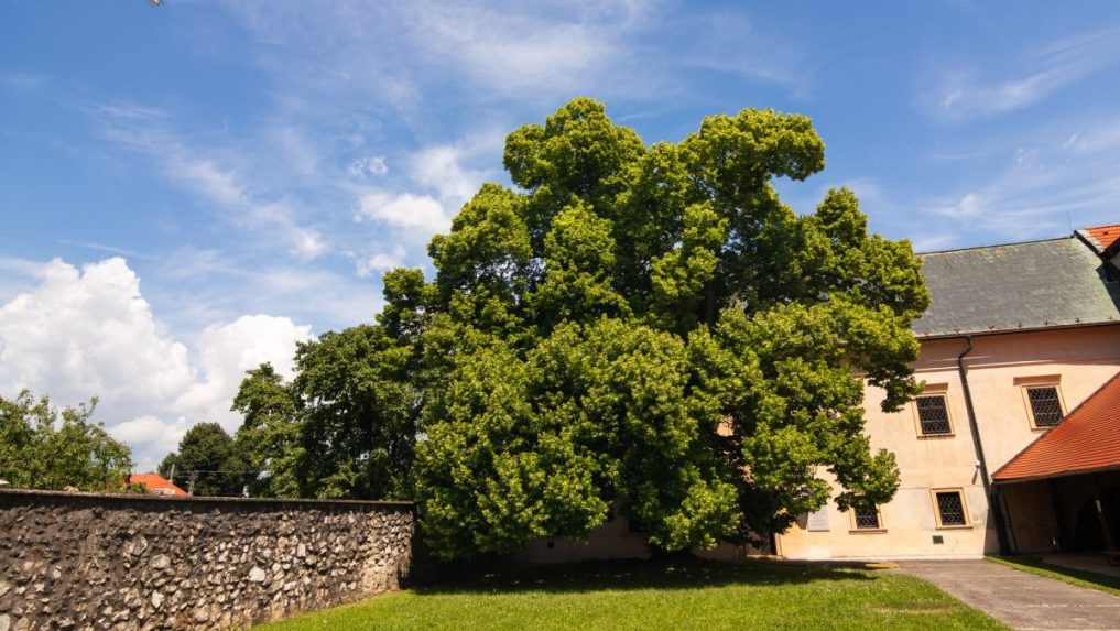 2. Lipa malolistÃƒÂ¡ (Tilia cordata) v lokalite Beckov, Ã…Â Ã„Â¾achtickÃƒÂ© sÃƒÂ­dlo rodu Ambro - nÃƒÂ¡dvorie kÃƒÂºrie, okres NovÃƒÂ© Mesto nad VÃƒÂ¡hom, TrenÃ„Âiansky kraj.