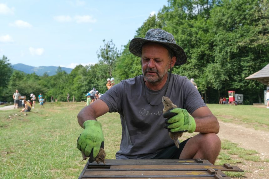 Na snÃƒÂ­mke letnÃƒÂ½ odchyt sysÃ„Â¾ov na MurÃƒÂ¡nskej planine.