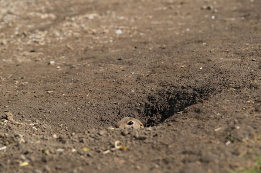 Na snímke letný odchyt sysľov na Muránskej planine.