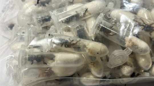 Plastové nádoby s mladými tarantulami, ktoré boli ukryté v krabiciach s čokoládovými piškótami.