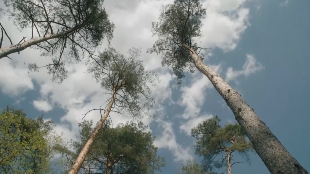 Nemecko hlási enormný úbytok veľkých stromov.
