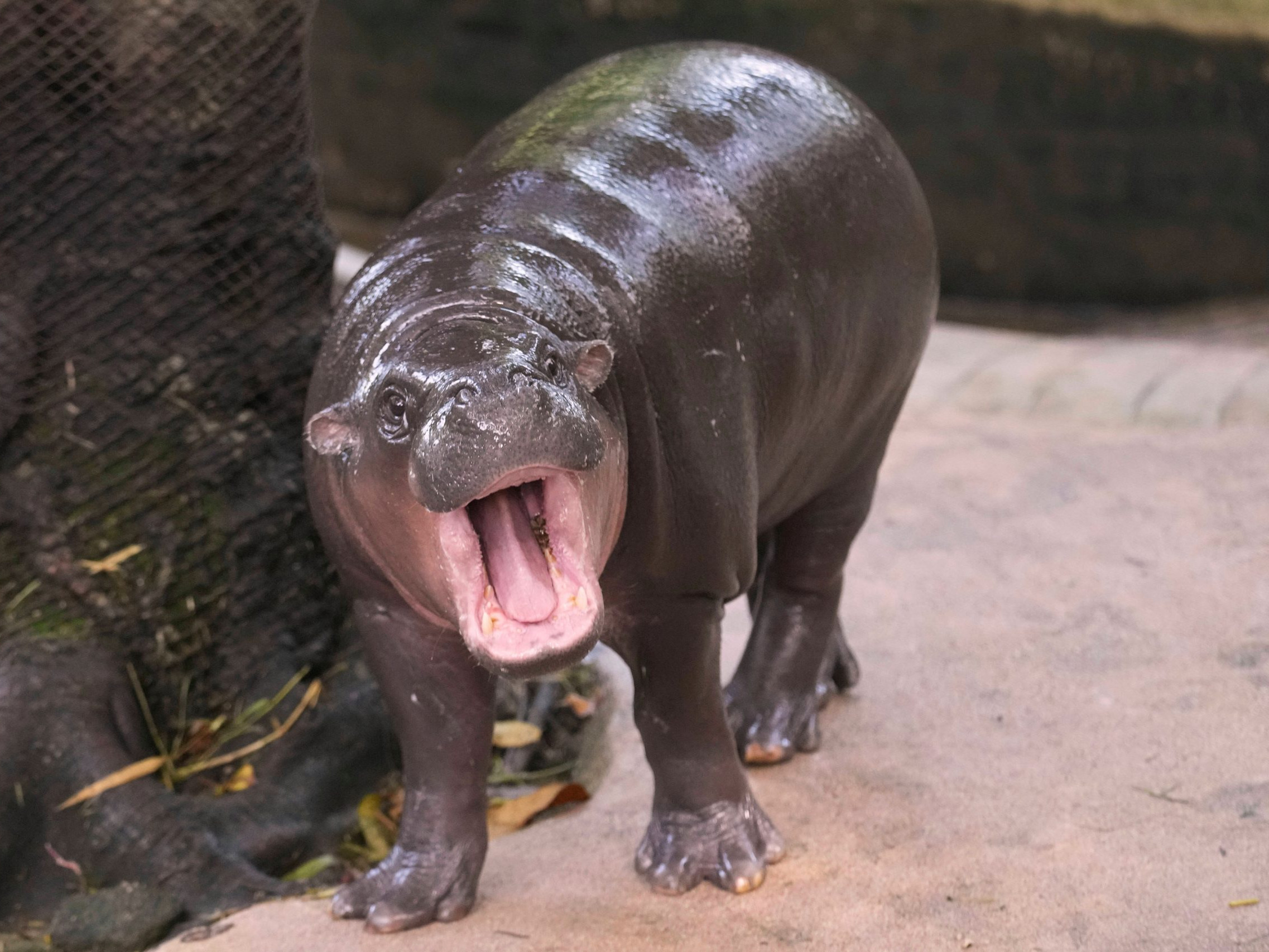 Na snímke samička hrošíka Moo Deng.