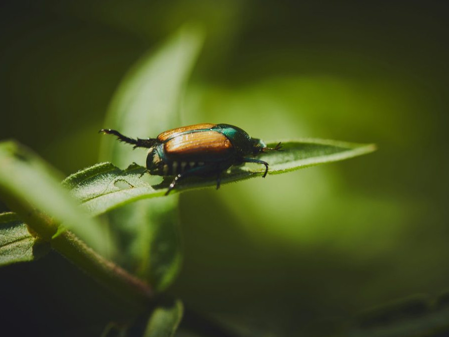 Na ilustračnej snímke chrústovec japonský.