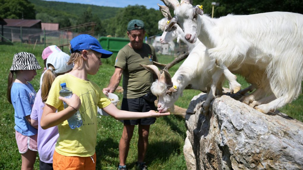 Deti v detskom tábore kŕmia kozy za ohradou.